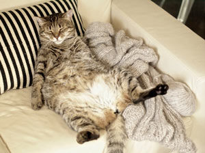 Lazy cat on the couch