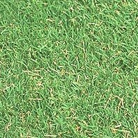 Varieties Of Lawn Australia Get To Know Your Back Yard Canstar